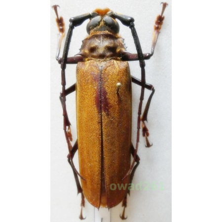 Callipogon cinnamomeus Gregoire, 1957 male 57mm Peru55e